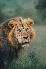 Obraz na płótnie Canvas male lion in the wild