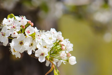 Beautiful, Spring White Blooms on Tree Branch w/ Lime Green Background&ndash; Wedding, Baby Shower, Brunch, Garden Party, Birthday, Invitation, Border, Backdrop, Flier, Poster, Ad, Invitation or Wallpaper