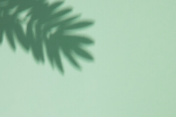 Leaf shadow in green color on green background. Minimal nature concept.