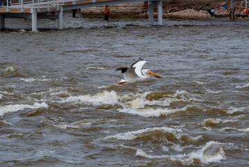 American White Pelican Flying And Landing On The Water In Spring