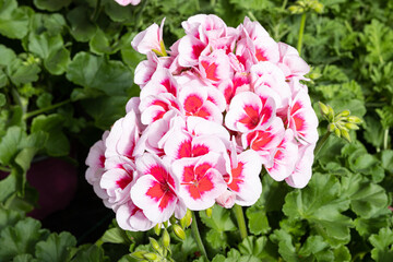 White and Pink Pelargonium zonale flower growing