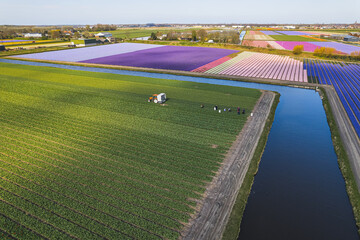 Netherlands tulips and polder fields, drone view. High quality photo