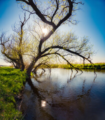 Strange view of old willow tree on the shore of Strypa river, Ukraine, Europe. Picturesque spring...