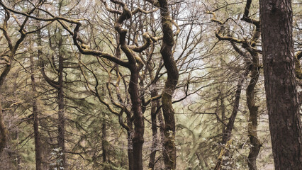 Forest, Peak District