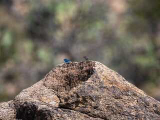 saudi arabian wildlife