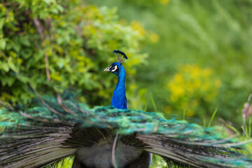 Beautiful colorful peacock bird. The peacock has an outstretched tail. There are colored eyes on the tail.