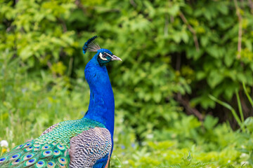 Beautiful colorful peacock bird. The peacock has an outstretched tail. There are colored eyes on the tail.
