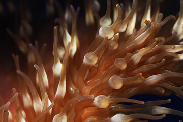 Bubble tip anemone (Entacmaea quadricolor)