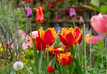 Red and yellow fringed Fabio tulips in spring, amongst other plants, shrubs and greenery in a...