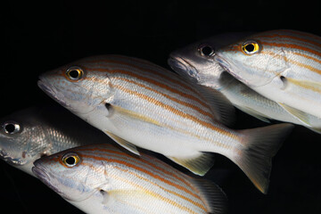Gold band Spanish flag snapper or Stripey Snapper, (Lutjanus carponotatus)