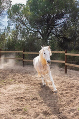 Caballo