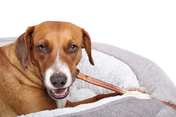 Happy dog with chew stick in mouth while looking at camera. Puppy dog lying in dog bed and chewing on a long beef bully stick with teeth. visible. 1 year old female Harrier mix dog. Selective focus. - obrazy, fototapety, plakaty
