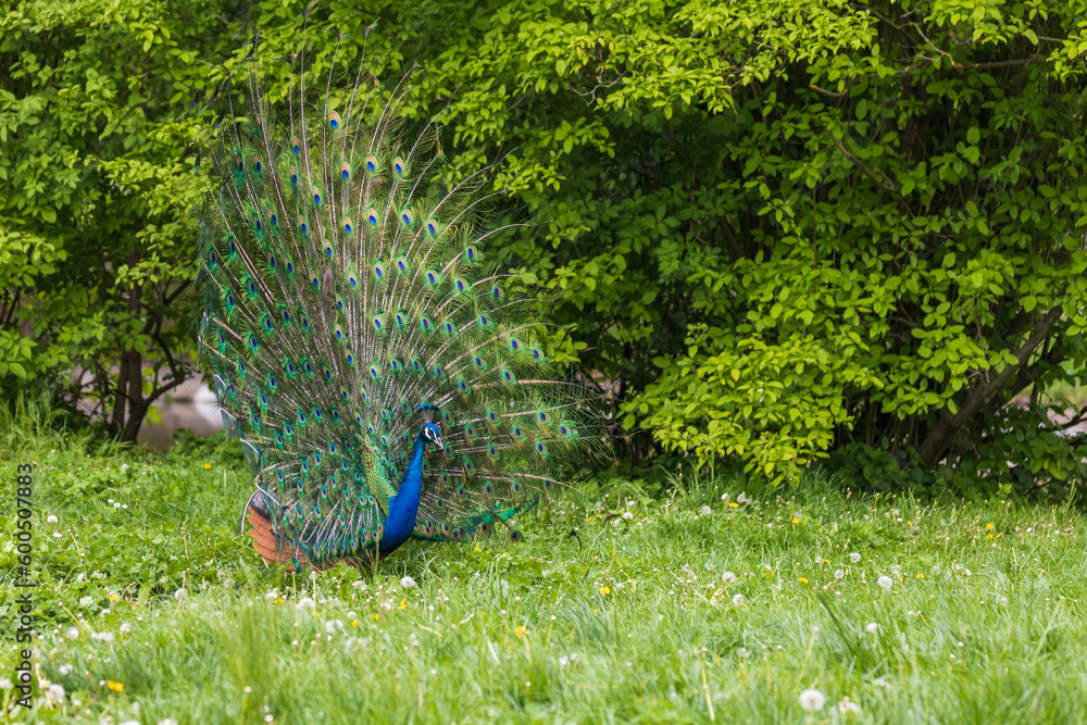 Poster Beautiful colorful peacock bird. The peacock has an outstretched tail. There are colored eyes on the tail.