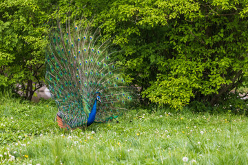Obraz premium Beautiful colorful peacock bird. The peacock has an outstretched tail. There are colored eyes on the tail.