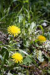 Obraz premium Close-up of a Clump of Dandelions (Taraxacum)