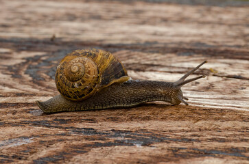 Escargot rampant sur une traverse de chemin de fer en bois - profil droit