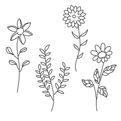 Wildflower Hand Drawn Sketch Flower and Leaf Collections