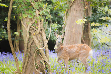 A young female Roe Deer (Capreolus capreolus) alert in a spring meadow of bluebell wildflowers at...
