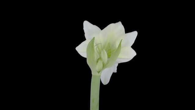 Time lapse of opening white Alfresco amaryllis Christmas flower in PNG+ format with ALPHA transparency channel isolated on black background.