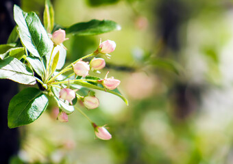 Lovely, Spring Pink Buds & Blooms on Tree or Bush Branch –Wedding, Baby Shower, Brunch, Garden Party, Birthday, Invitation, Border, Background, Backdrop, Flier, Poster, Advertisement or Wallpaper