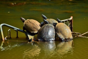 Turtles relaxing in the sun