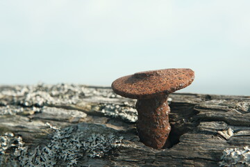 Fototapeta na wymiar Rusty nail in old driftwood with lichen that looks like a mushroom