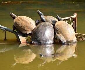Turtles relaxing in the sun