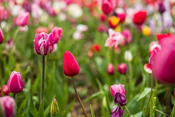 From above bright red tulips with green fresh leaves growing in flowerbed in spring in a field