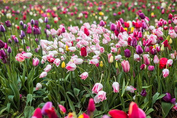 Fototapeta premium From above bright red tulips with green fresh leaves growing in flowerbed in spring in a field