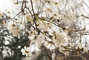Branch of white magnolia flowers.