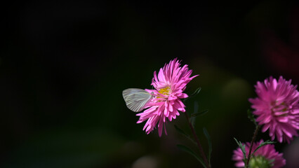 Buterfly on Pink Flower