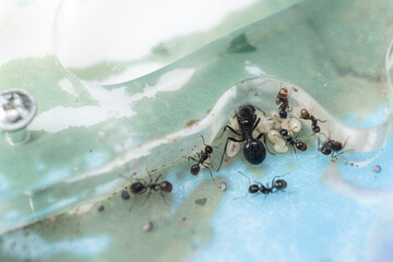 Ant queen and worker ants reaper, ant eggs in an acrylic ant farm.