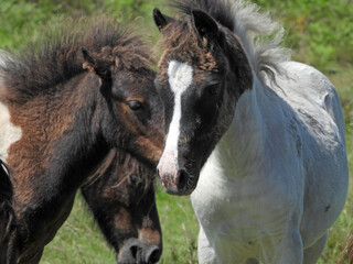 Fototapeta na wymiar Dartmoor ponies