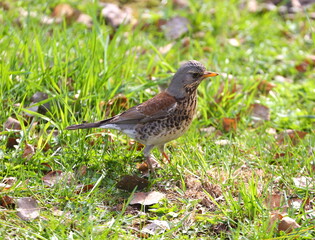 A blackbird is sitting in the spring grass