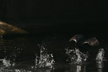 Obraz premium Wild duck in a large pond