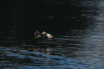 Fototapeta premium Wild duck in a large pond