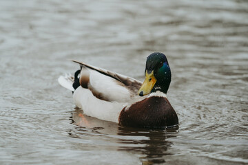 Wild duck in a large pond