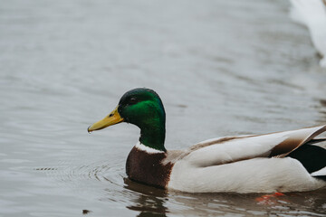 Obraz premium Wild duck in a large pond