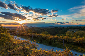 Naklejka premium Colorful sunset in the vineyards at the border between Italy and Slovenia