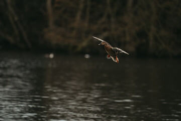 Wild duck in a large pond