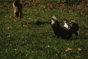 Wild duck in a large pond