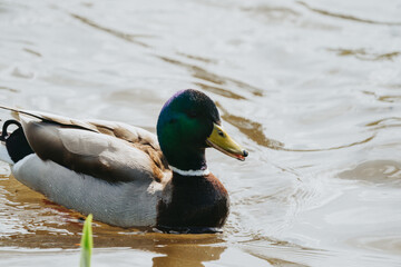 Wild duck in a large pond
