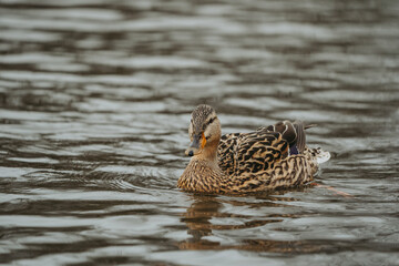 Wild duck in a large pond