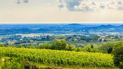 The beautiful vineyard of Collio, Friuli Venezia-Giulia, Italy