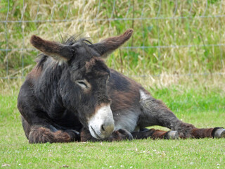 Fototapeta premium sleepy donkey