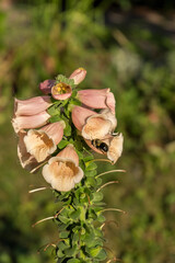 A bee around the foxglove flower