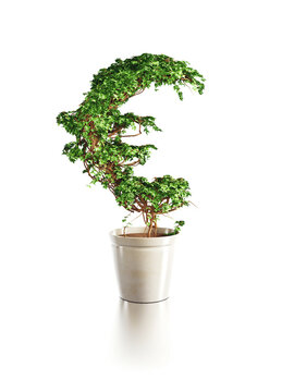 growing euro tree isolated 3d render