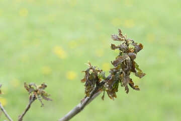 Frostbitten by night frost young leaves of a young oak in early May
