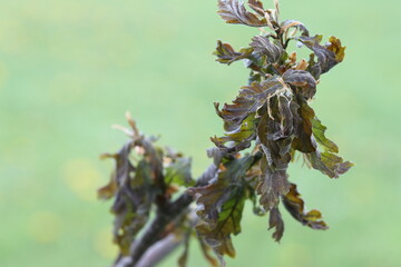 Frostbitten by night frost young leaves of a young oak in early May