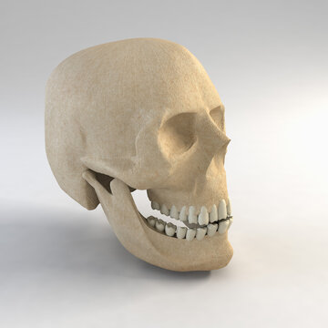 3d model of human skull
